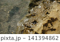 Small gray crab moving on rock near clear sea water on sunny summer day, medium shot. Natural habitat of stone spider crab in Spain. 141394862