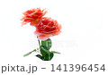 orange rose flower trio isolated on white background 141396454