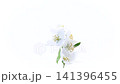 fresh jasmine blossoms with leaves and white background 141396455