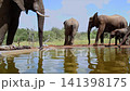 African bush elephant in Greater Kruger National park, South Africa 141398175