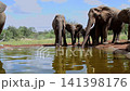 African bush elephant in Greater Kruger National park, South Africa 141398176