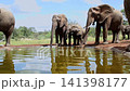 African bush elephant in Greater Kruger National park, South Africa 141398177