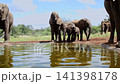 African bush elephant in Greater Kruger National park, South Africa 141398178