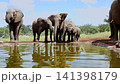 African bush elephant in Greater Kruger National park, South Africa 141398179