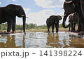 African bush elephant in Greater Kruger National park, South Africa 141398224