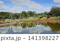 Common Impala in Greater Kruger National park, South Africa 141398227