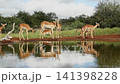 Common Impala in Greater Kruger National park, South Africa 141398228