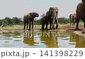 African bush elephant in Greater Kruger National park, South Africa 141398229