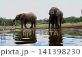 African bush elephant in Greater Kruger National park, South Africa 141398230
