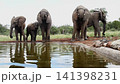 African bush elephant in Greater Kruger National park, South Africa 141398231