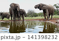 African bush elephant in Greater Kruger National park, South Africa 141398232
