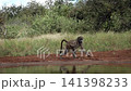 Chacma baboon in greater Kruger National park, South Africa 141398233