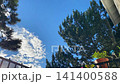 Timelapse. Looking up at green pine trees and fluffy white clouds in a bright blue sky 141400588