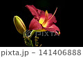 Vibrant Burgundy Daylily Flower on Solid Black Background 141406888