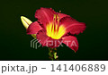 Vibrant Burgundy Daylily Flower on green Background 141406889