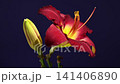 Vibrant Burgundy Daylily Flower on Studio Purple Background 141406890