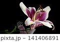 Vibrant pink and white lily flower on black background 141406891