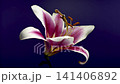 Beautiful pink and white lily flower on purple background 141406892