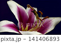 Beautiful pink and white lily flower on purple background 141406893