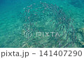 Magical scene of bigeye trevally (Caranx sexfasciatus) swimming in perfect synchronization, displaying schooling behavior. Dauin, Philippines 141407290