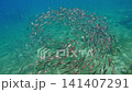 School of bigeye trevally (Caranx sexfasciatus) swimming in a swirling pattern over a coral reef in the clear blue sea. Dauin, Philippines 141407291