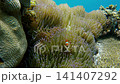 Dolly forward to ocellaris clownfish (Amphiprion ocellaris) swimming amongst mushroom coral (Heliofungia actiniformis) in a vibrant coral reef. Dauin, Philippines 141407292