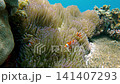 Handheld diving pov to dense mushroom coral (Heliofungia actiniformis) inhabited by ocellaris clownfish (Amphiprion ocellaris) in a captivating underwater scene. Dauin, Philippines 141407293
