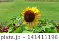 Sunflower 141411196