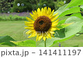 Sunflower 141411197