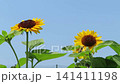 Sunflower 141411198