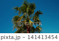 Palm tree leaves sway in the wind against a blue sky. 141413454