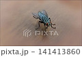 A fly with detailed hairy body wings and eyes 141413860