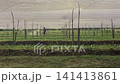 Tending to Plants in An Agricultural Field 141413861