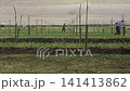 Agricultural setting shows the rows of young plants and a farmer spraying 141413862