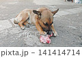 Dog eating bone with great appetite and enthusiasm 141414714
