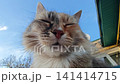 Satisfied cat face enjoying warm weather 141414715