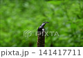 ノコギリクワガタの雄が翅を広げて飛びます 141417711