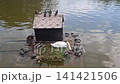 White swan with a graceful long neck drinks water. 141421506