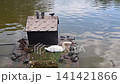 Swan, ducks, and turtles resting on floating platform in pond. 141421866