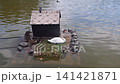 Swan, ducks, and turtles resting on floating platform in pond. 141421871
