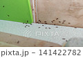 Group of ants swarm on kitchen in line; 141422782