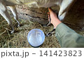 Close-up of farmer hand milking domestic goat udder into plastic bucket on hay background in rustic barn, concept of traditional farming and organic dairy 141423823