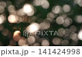 木漏れ日 141424998