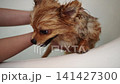 A cute Pomeranian puppy taking a bath at home. 141427300
