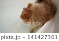 A cute Pomeranian puppy taking a bath at home. 141427301
