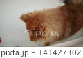 A cute Pomeranian puppy taking a bath at home. 141427302