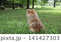 A cute Pomeranian puppy taking a walk in the park on a summer morning. 141427303