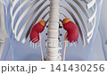 Microscopic stones forming in the renal pelvis are washed away by urine flow. 3D animation of kidney anatomy, highlighting stone formation, urinary transport, and natural clearance mechanism. 141430256