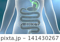 Intestinal probiotics cleanse the gut, stimulate peristalsis, boost motility, and flush out toxins. 3D animation of digestive system health concept. 141430267