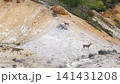 北海道登別地獄谷的鹿 141431208